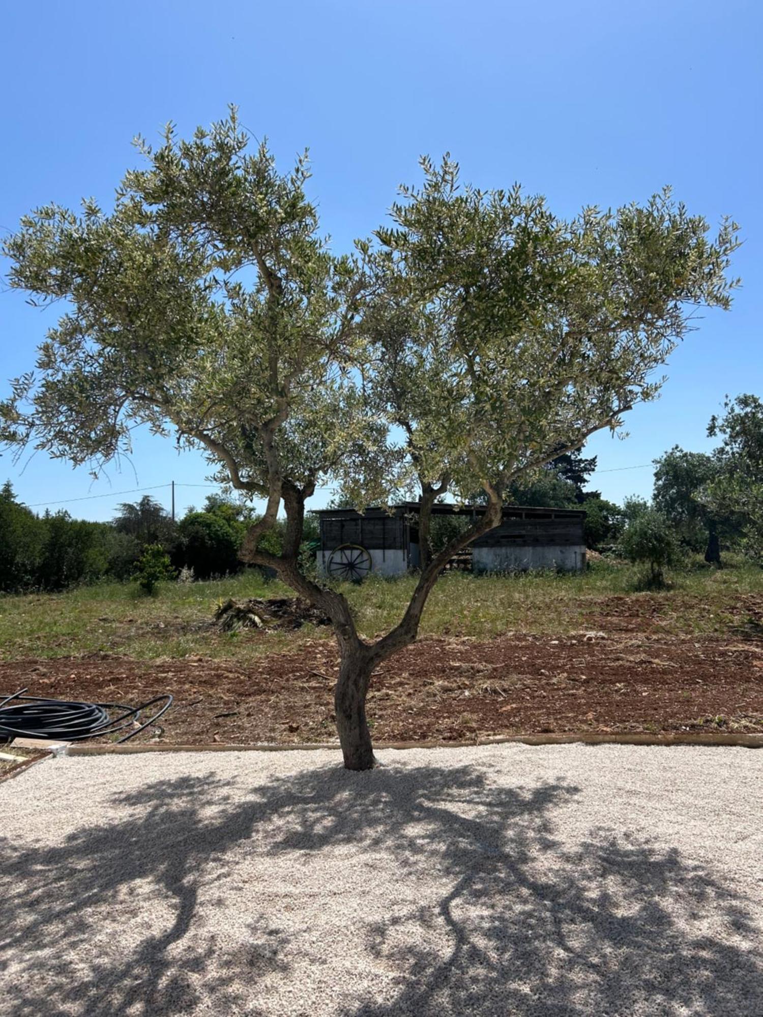 Trulli In Contrada - Monopoli Vendégház Kültér fotó